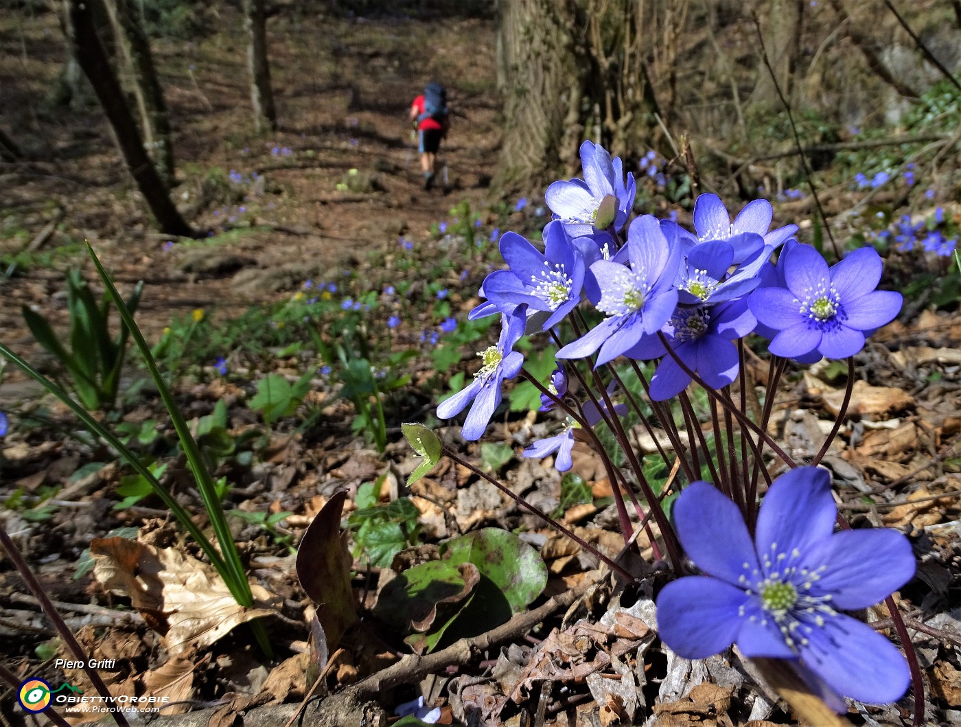 76 Erba trinita (Hepatica nobilis).JPG